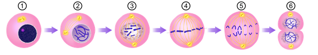 Mitosis_Stages_-_Numerical_version.svg.png
