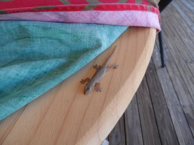 Gecko friend 111113 (2).JPG