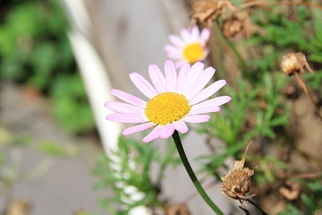 flower2.jpg