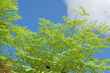 Moringa_tree.jpg