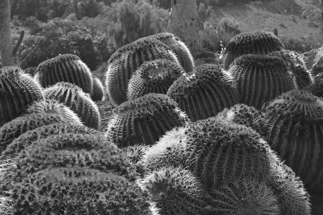 114764045056 - land of the giant cacti pt2_3.jpg