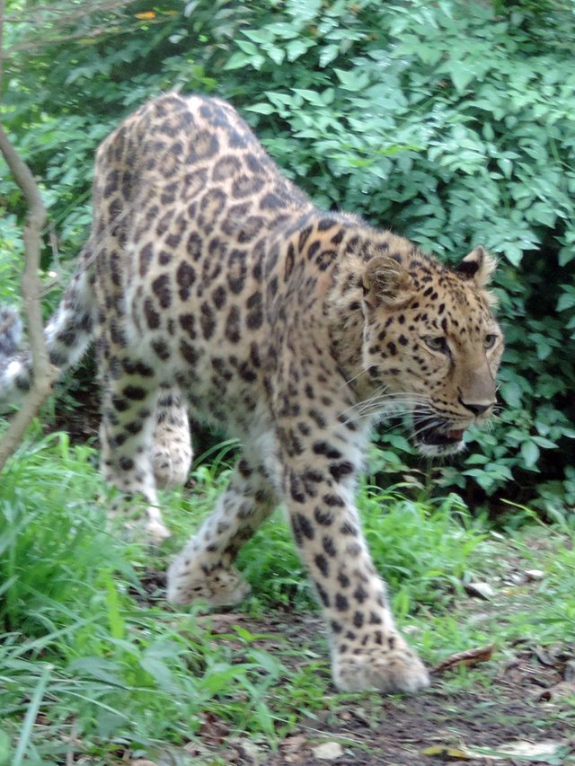 jaguar.jpg