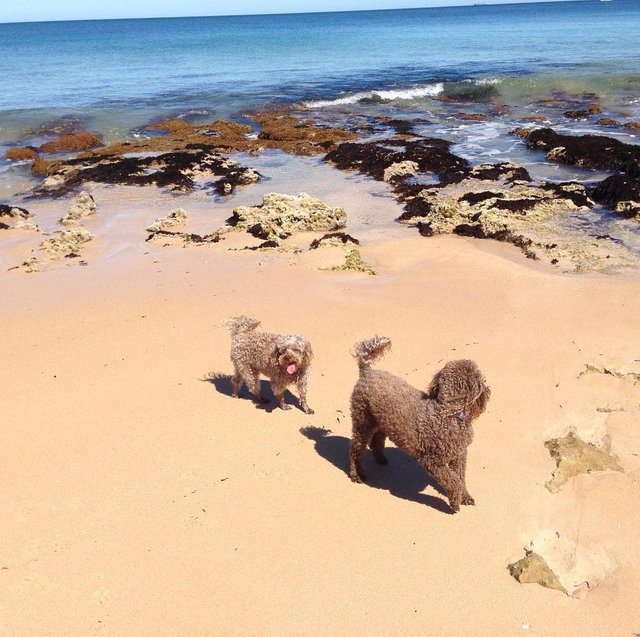 George and Daisy beach xmas eve 2017.jpg