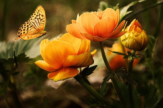 flowers-background-butterflies-beautiful-87452.jpeg