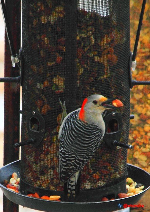 Red bellied red-bellied woodpecker image PFW16-001.JPG