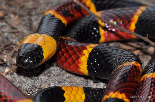 Eastern coral snake.jpg