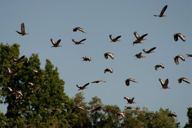 ducks flying 2-1.jpg