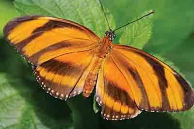 butterfly_tiger.jpg