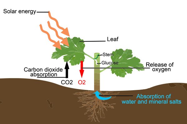 Photosynthesis-2.jpg