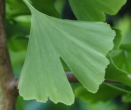 ginko 2.png