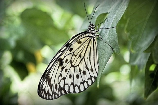 Butterfly4-600x398.jpg