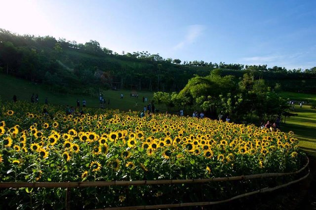 Sunflowers at Kawa-Kawa Hill.jpg