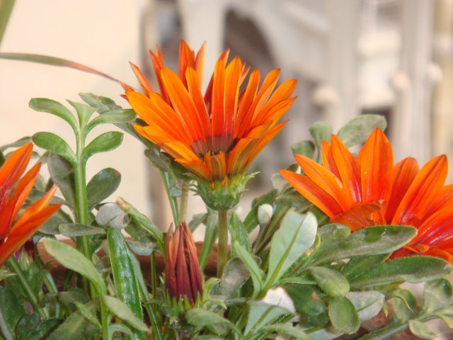 calendula flower.JPG