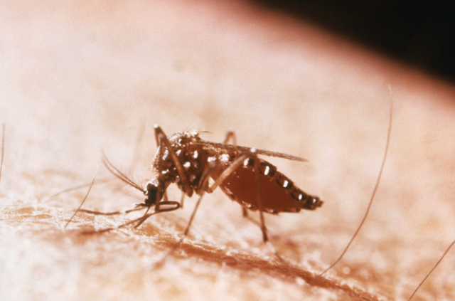 800px-Yellow_Fever_Mosquito_-a.png