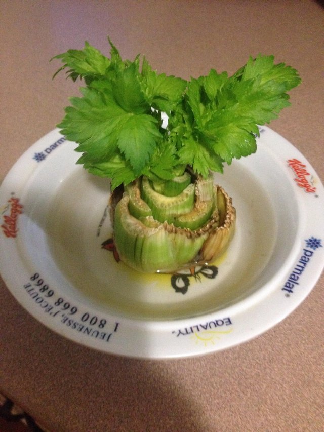 celery in bowl.jpg