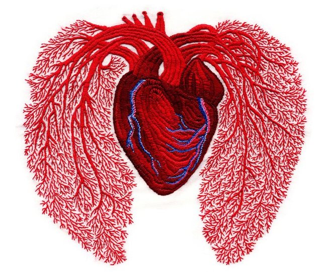 Heart&Lungs.JPG