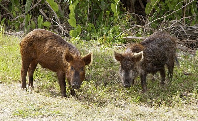 Wild_Pig_KSC02pd0873.jpg