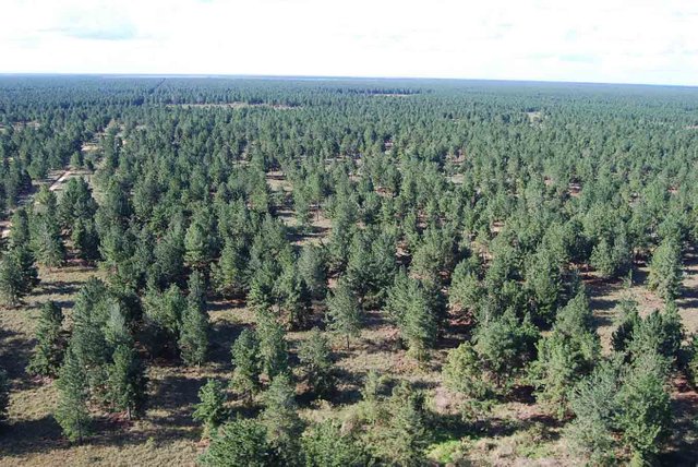 bosque de los pinos.jpg