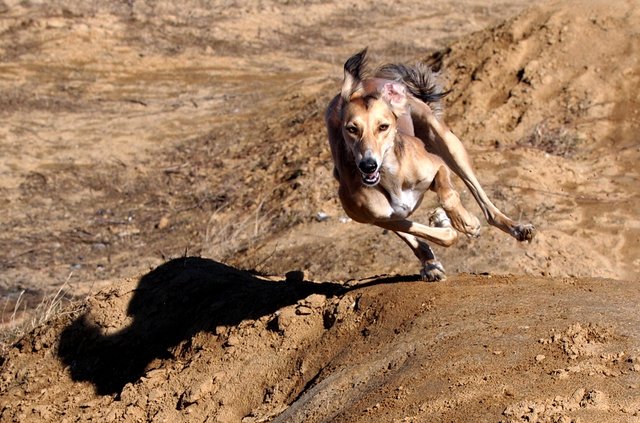 are salukis faster than greyhounds