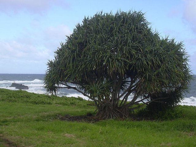 800px-Starr_031210-0054_Pandanus_tectorius.jpg