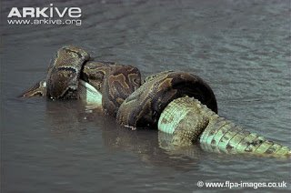 African-rock-python-suffocating-crocodile.jpg