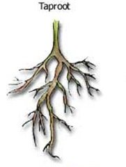 ROOT-systems_thumb[7].jpg