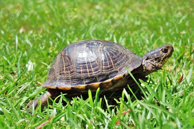 4800592-turtle-in-green-grass.jpg