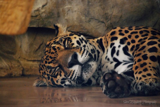 omaha zoo leopard.jpg