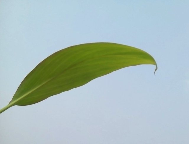 leaf 002.jpg