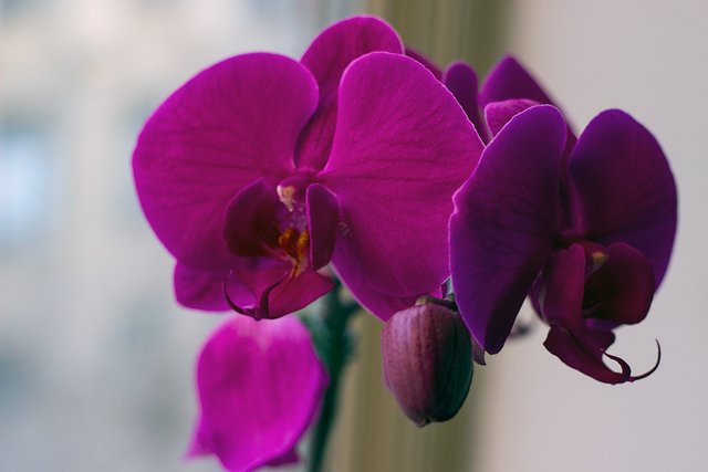 PurpleOrchids.jpg