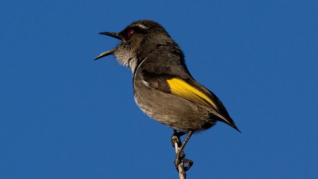 Honeyeater-Crescent-St Helens Tas.jpg