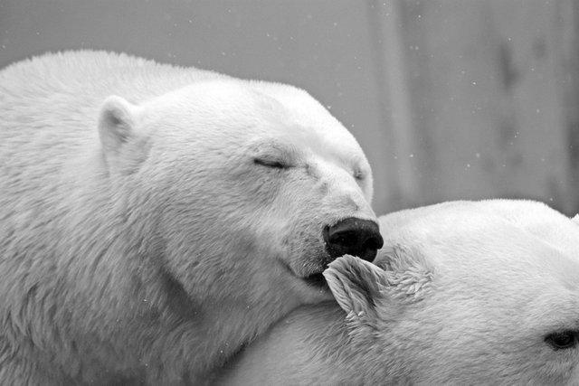 polar-bear-196318_960_720.jpg