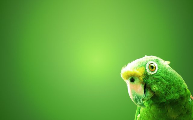 Green-Parrot-Birds-HD-Wallpapers.jpg