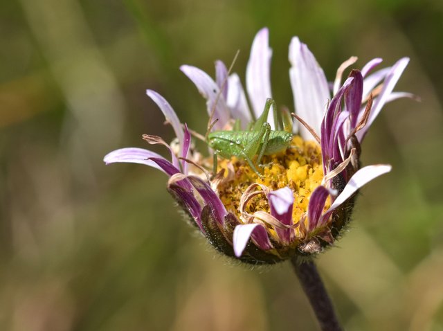 daisy grasshopper macro.jpg