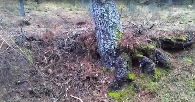 Real goblin filmed inside of tree.jpg