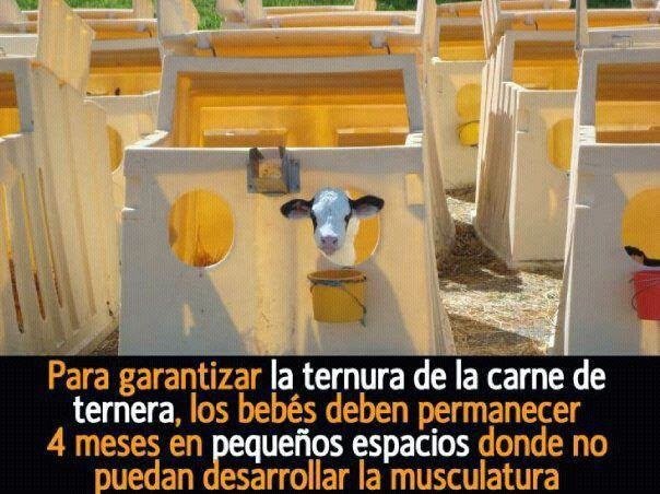 vacas4.jpg