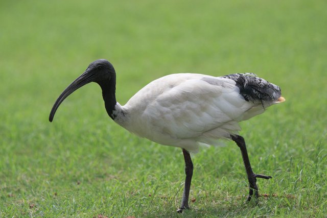 Ibis,_Gold_Coast,_Australia.jpg