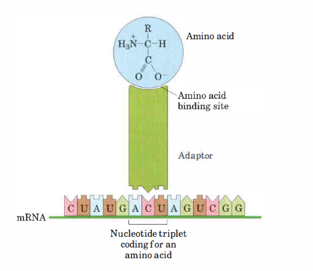 Primary lessons of inspirational science "How the code was discovered". — Steemit