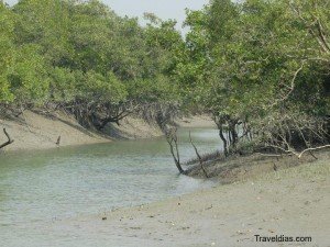 sundarbans-300x225.jpg