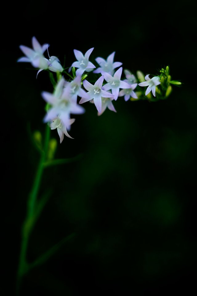 Campanula Rapunculus