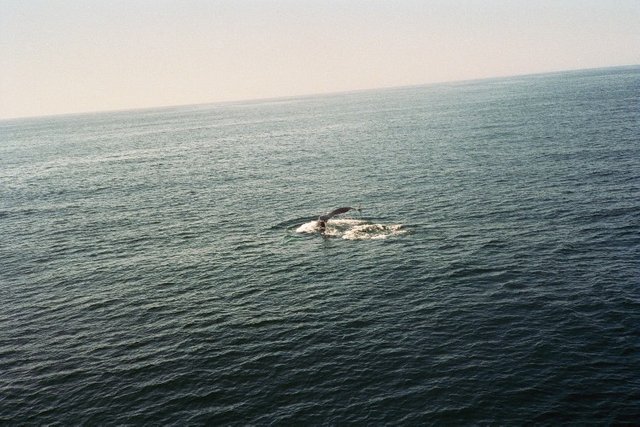 humpback whale02.JPG