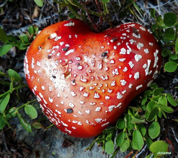 Colorado Amanita-20170813-001-opt.jpg