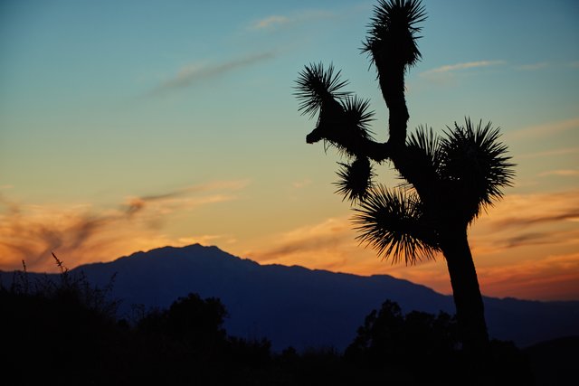 Joshua tree Dec 2017 31.jpg