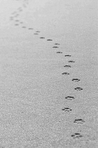 dog prints BW.jpg