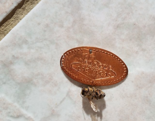 steemit-enternamehere-bee-macro-souvenir-penny-size-comparison-2.jpg