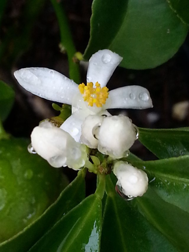 white flower1.jpg