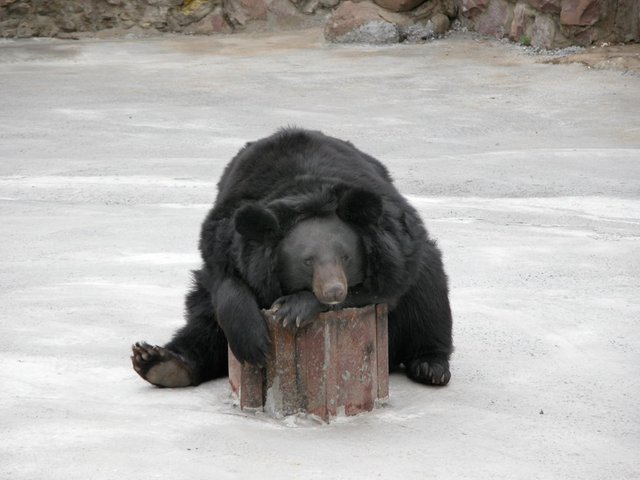 sad bear.jpg