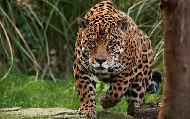 El jaguar caza