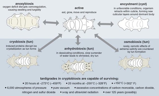 3aa93025c51d8a07473c90c4628ebee1--tardigrade-popup.jpg