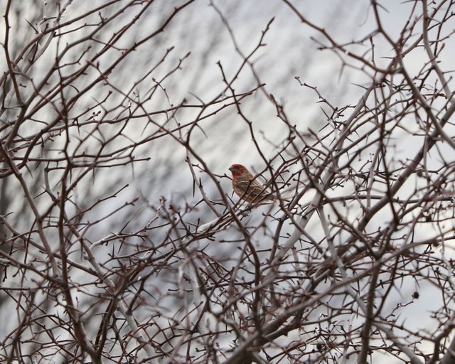 2E5A4219 House Finch Male Brambles Zoomed.jpg